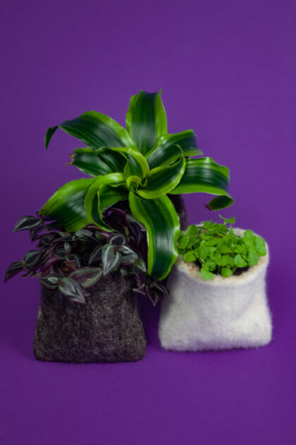 DieKees - plant je stekje x3